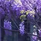 夏日微香头像