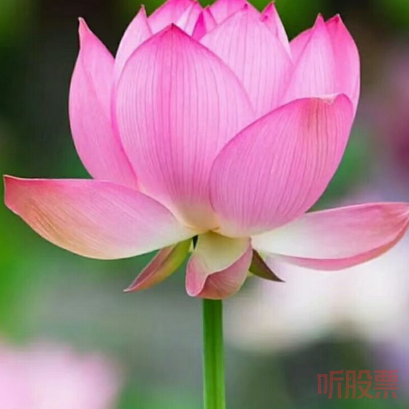 小美✌好运连连头像